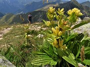 54 Gentiana punctata (Genziana maculata) ci accompagna sempre